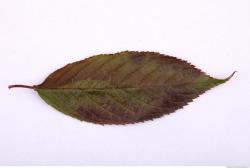 Leaves